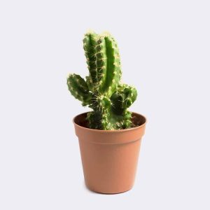 Store Mini San Pedro Cactus