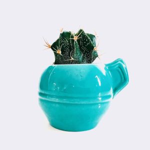 Store Mini Astrophytum